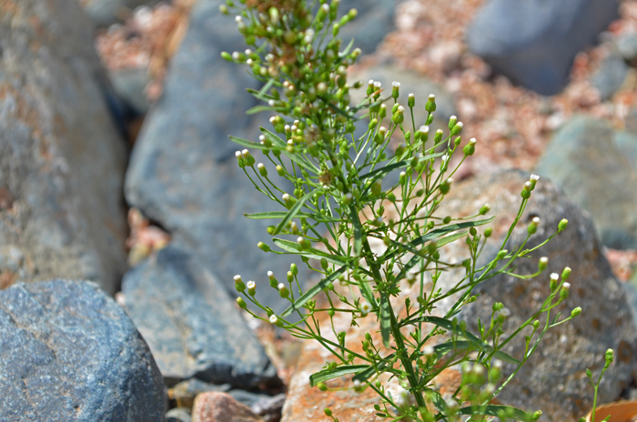 Canadian Horseweed small flower heads grow from leafy panicles or sometimes corymbiform arrays. Conyza canadensis
